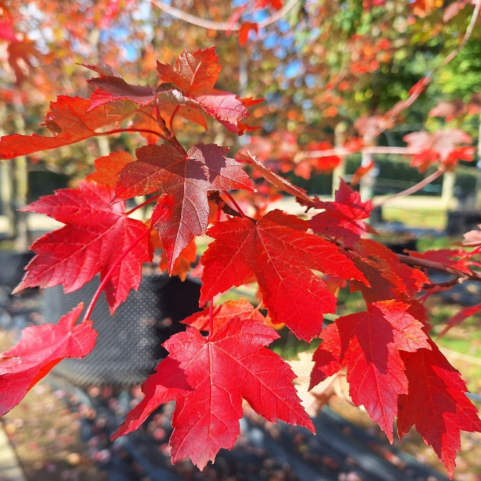 Acer rubrum 'Redpoint'