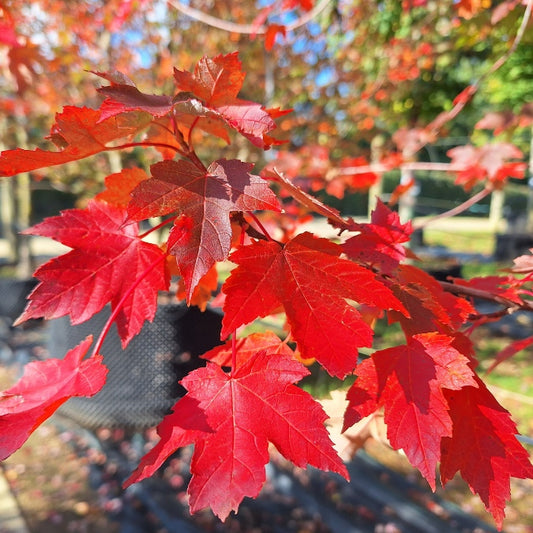 Acer rubrum 'Redpoint'