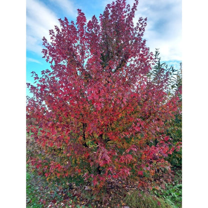 Acer rubrum 'Redpoint'