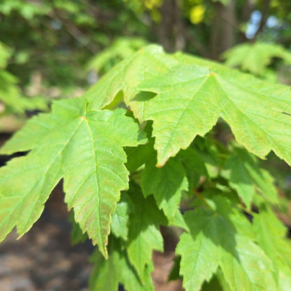 Acer rubrum 'Redpoint'