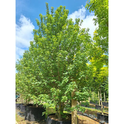 Acer rubrum 'Redpoint'