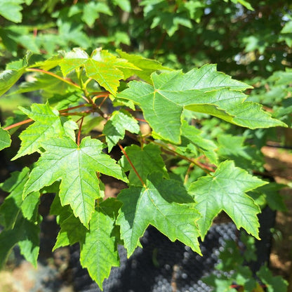 Acer rubrum 'Redpoint'