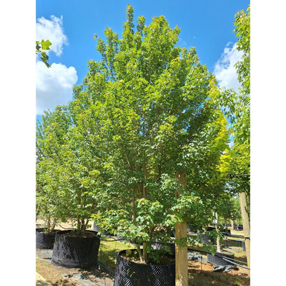 Acer rubrum 'Redpoint'