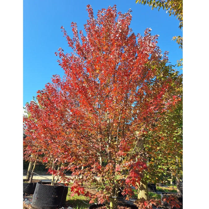 Acer rubrum 'Redpoint'