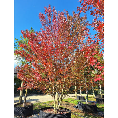 Acer rubrum 'Redpoint'