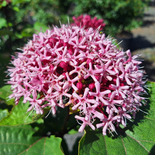 Clerodendrum bungei