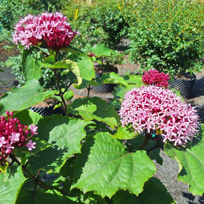 Clerodendrum bungei