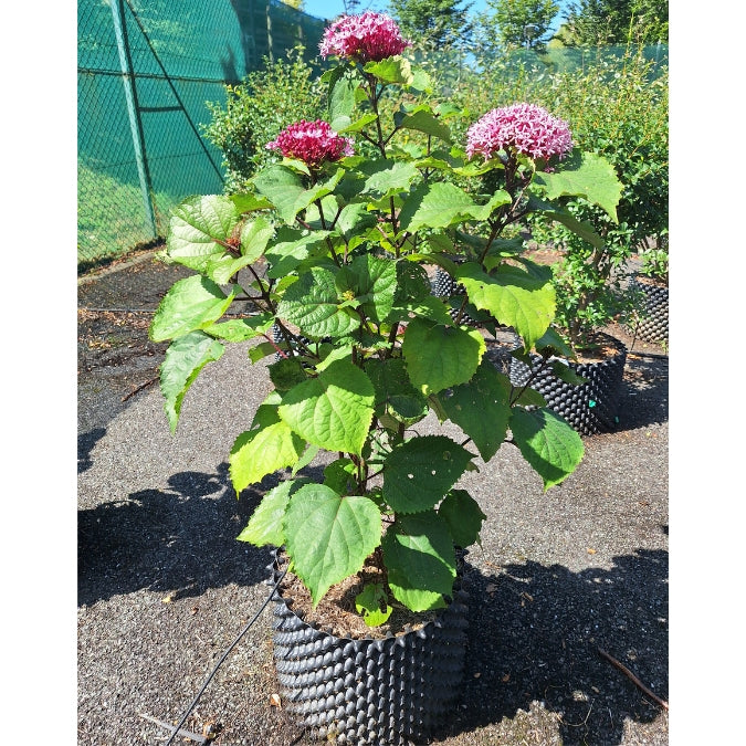 Clerodendrum bungei