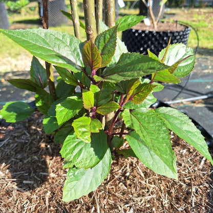 Clerodendrum bungei