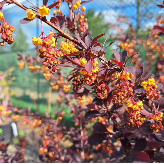 Berberis x ottawensis 'Superba'