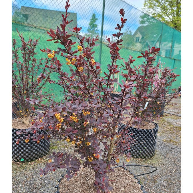 Berberis x ottawensis 'Superba' – Majestic Trees