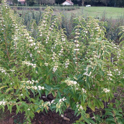 Callicarpa dichotoma f. albifructa