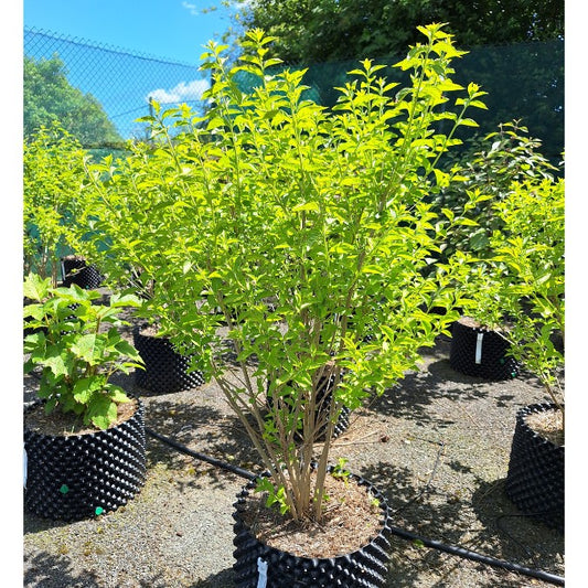 Callicarpa dichotoma f. albifructa