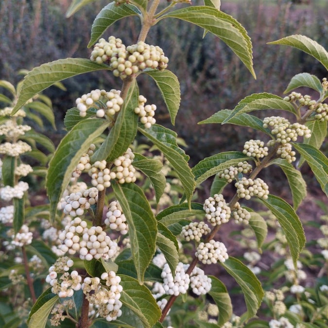 Callicarpa dichotoma f. albifructa