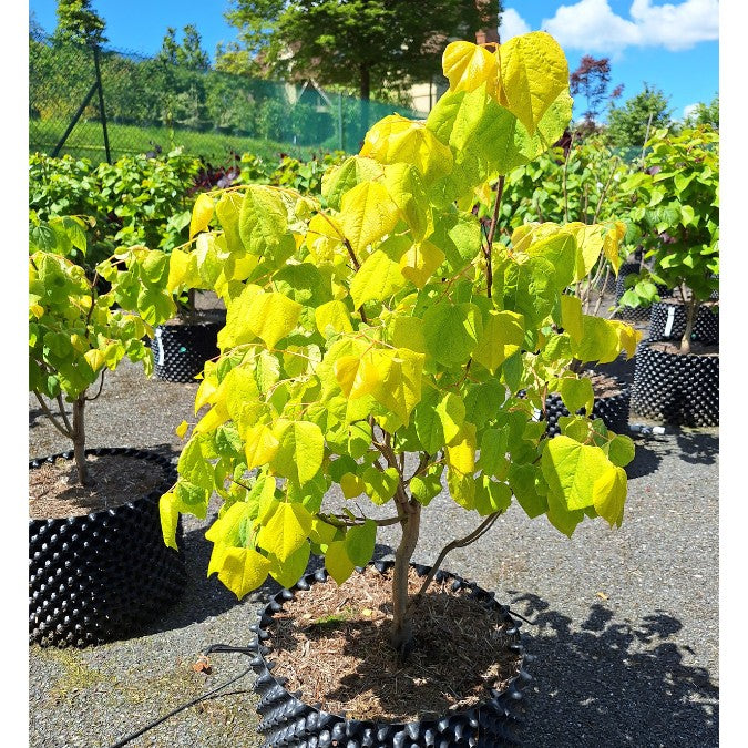 Cercise Rising Sun Cercis canadensis 'The Rising Sun' – Majestic Trees