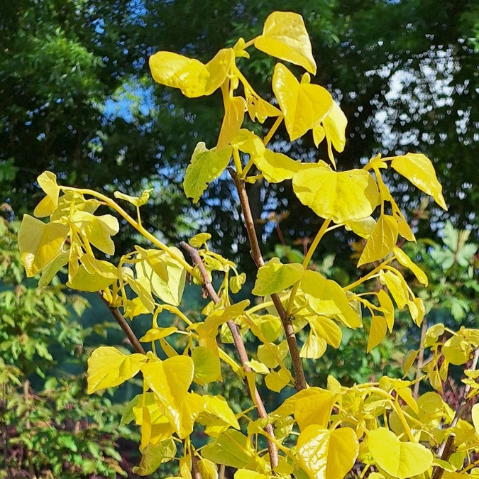 Cercis canadensis 'The Rising Sun' – Majestic Trees