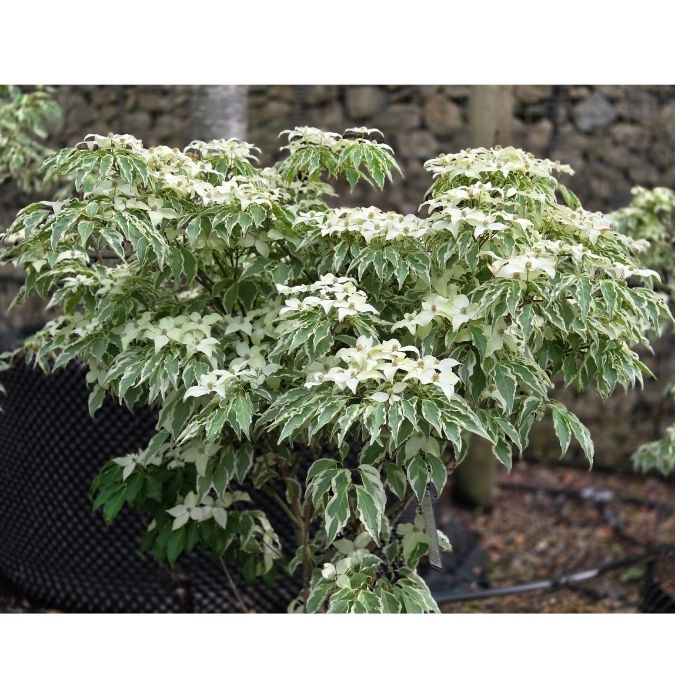 Cornus kousa 'Wolf Eyes'