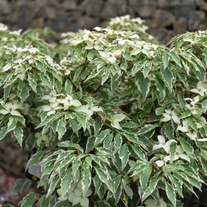 Cornus kousa 'Wolf Eyes'