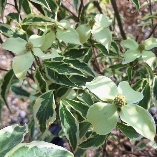 Cornus kousa 'Wolf Eyes'