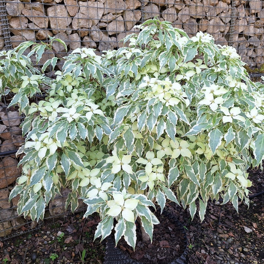 Cornus kousa 'Wolf Eyes'