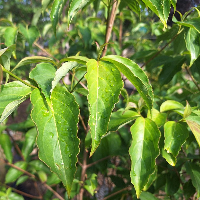 Cornus 'Norman Hadden'