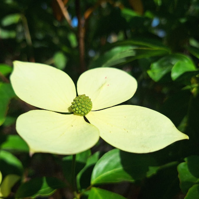 Cornus 'Norman Hadden'