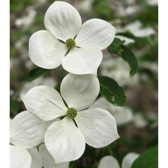 Cornus 'Norman Hadden'