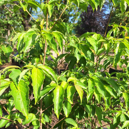 Cornus 'Norman Hadden'