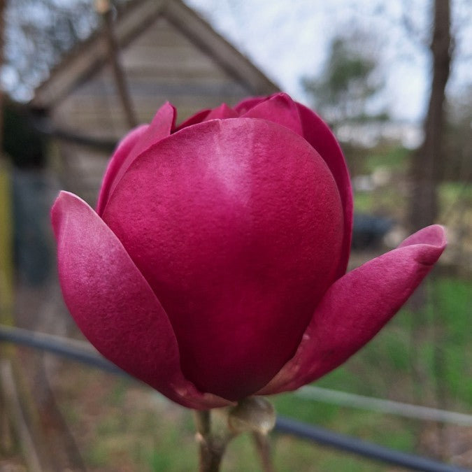 Magnolia 'Brixton Belle'