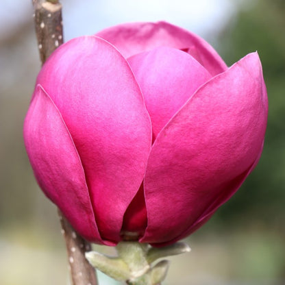 Magnolia 'Brixton Belle'