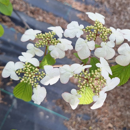 Viburnum plicatum 'Pink Beauty'