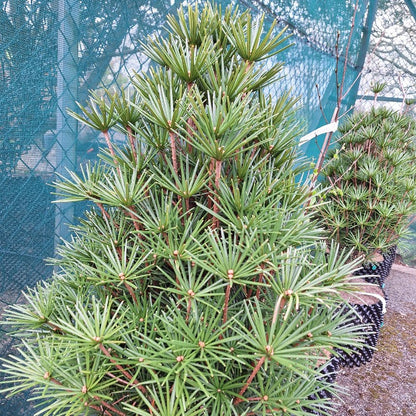 Sciadopitys verticillata 'Beauty Green'