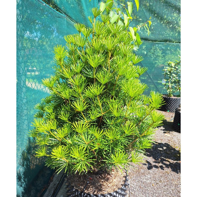 Sciadopitys verticillata 'Beauty Green'