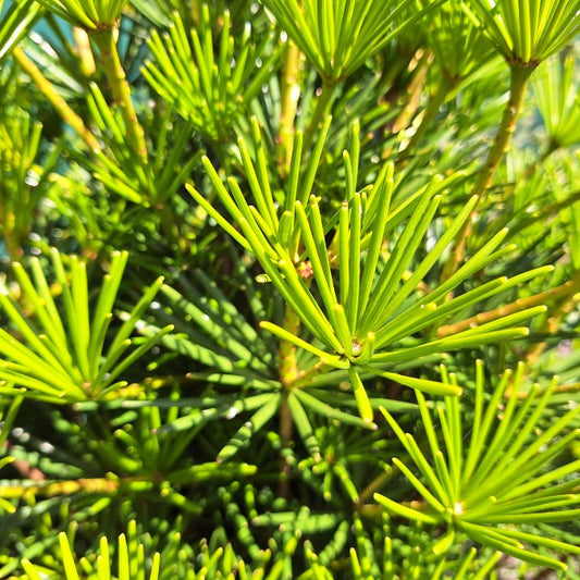 Sciadopitys verticillata 'Beauty Green'