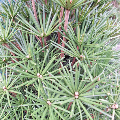 Sciadopitys verticillata 'Beauty Green'