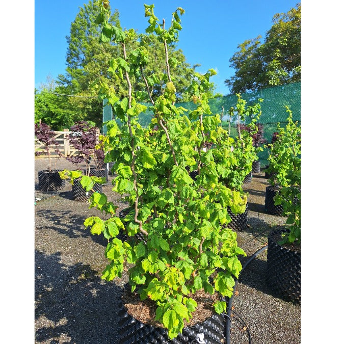 Corylus avellana 'Medusa'