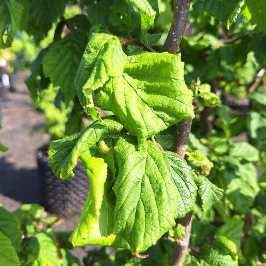 Corylus avellana 'Medusa'