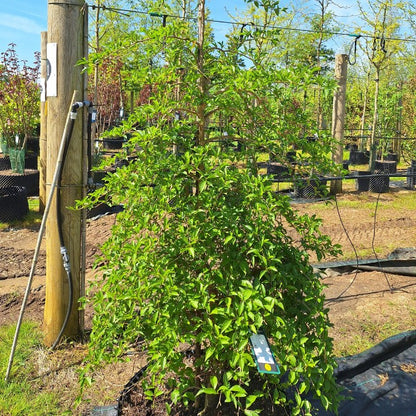 Styrax japonicus 'Pendulus'