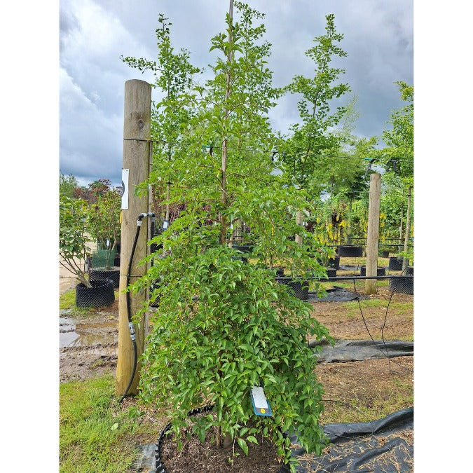 Styrax japonicus 'Pendulus'