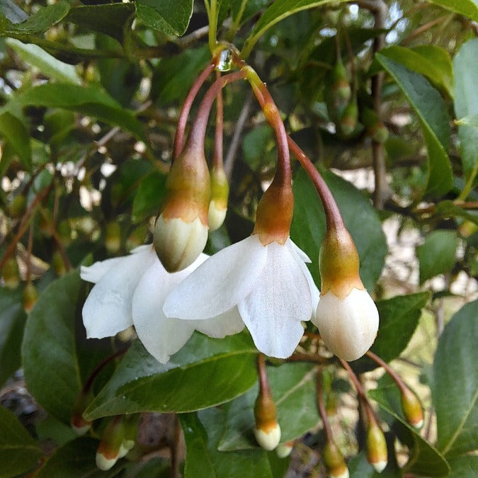 Styrax japonicus 'Pendulus'