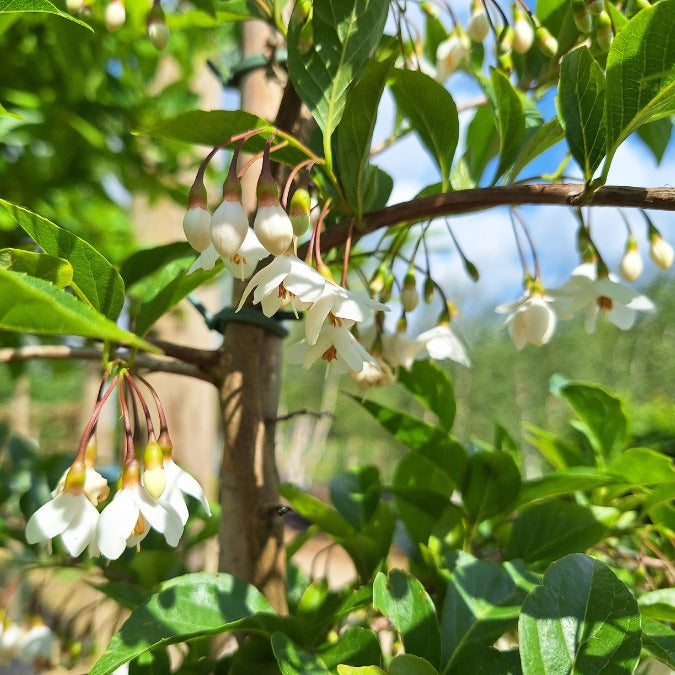 Styrax japonicus 'Pendulus'