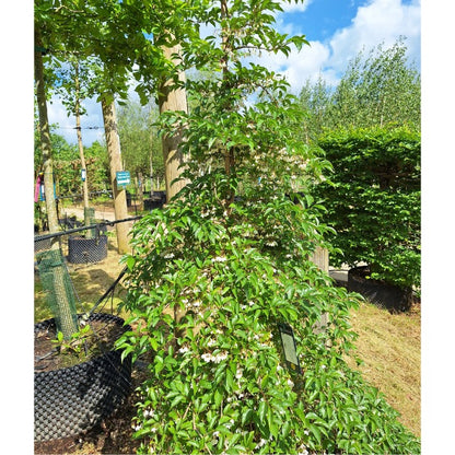 Styrax japonicus 'Pendulus'