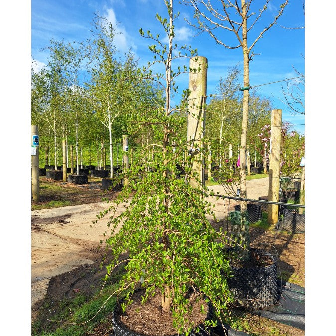 Styrax japonicus 'Pendulus'