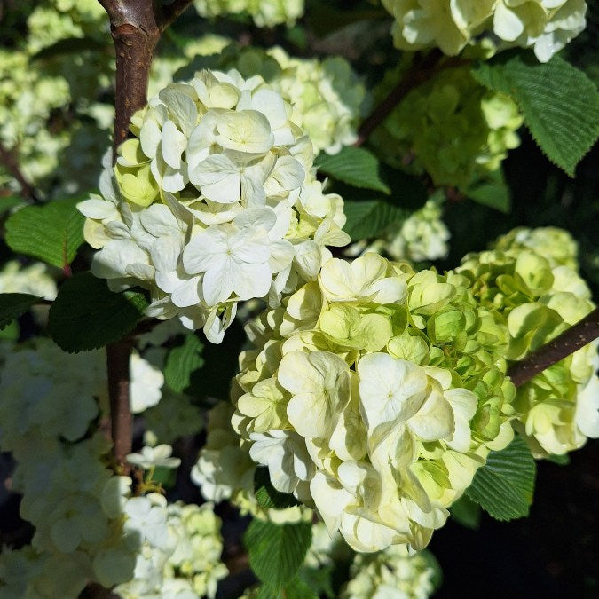 Viburnum plicatum 'Grandiflorum'