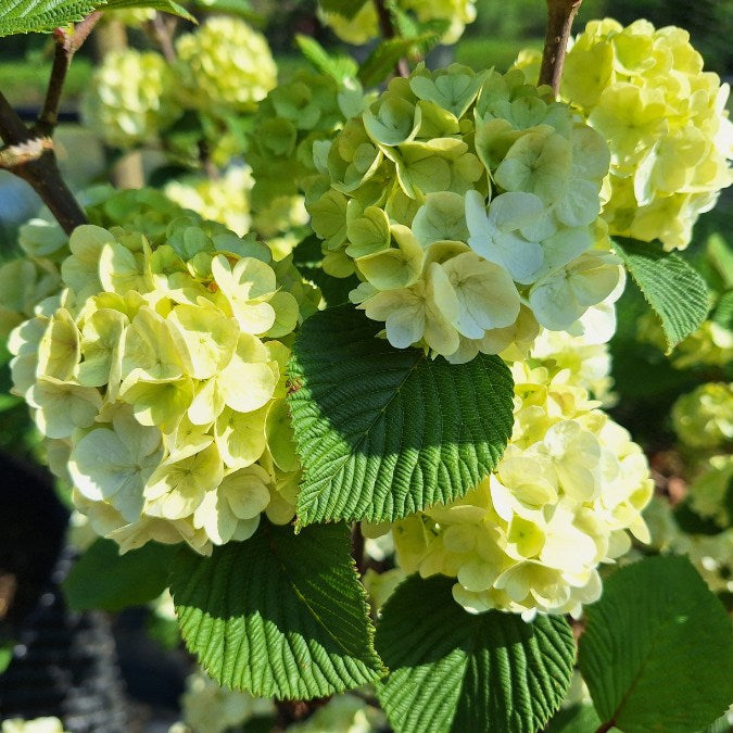 Viburnum plicatum 'Grandiflorum'