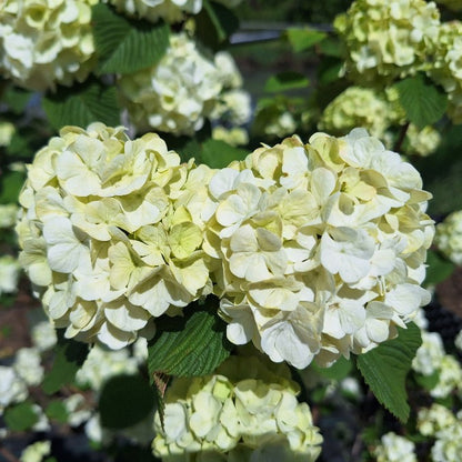 Viburnum plicatum 'Grandiflorum'