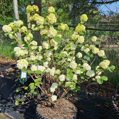 Viburnum plicatum 'Grandiflorum'