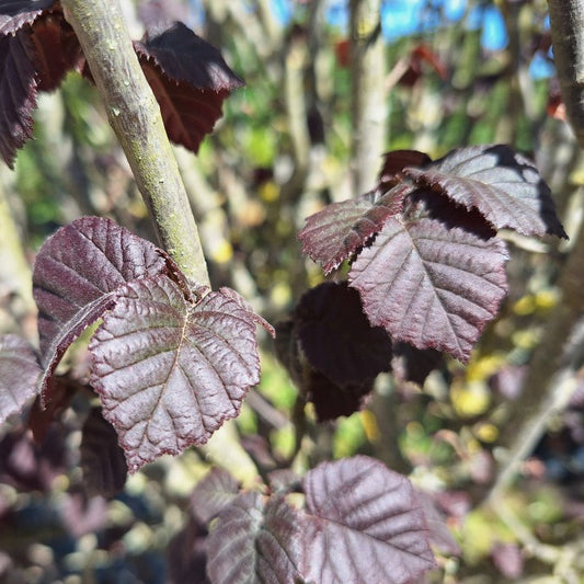 Corylus avellana 'Anny's Purple Dream'