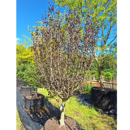 Corylus avellana 'Anny's Purple Dream'