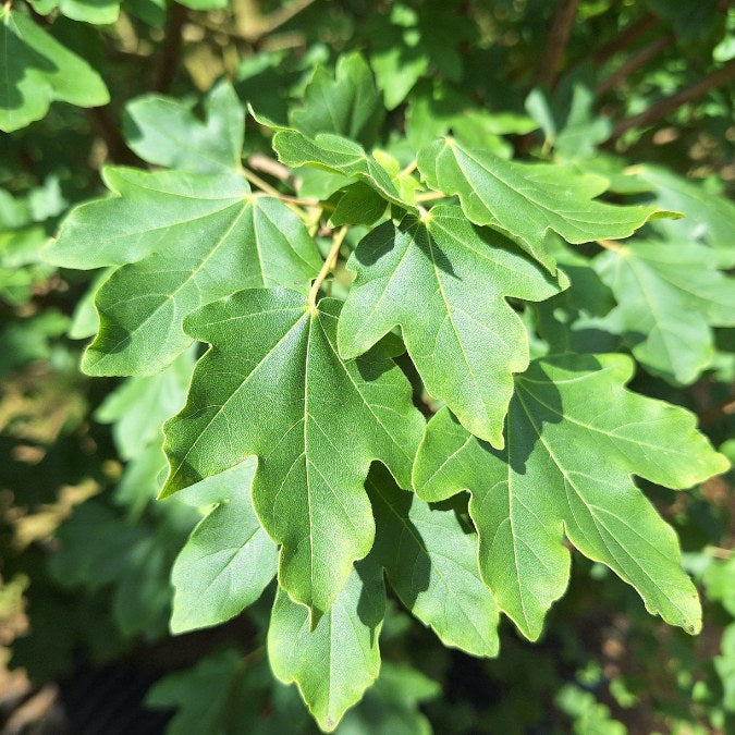 Acer campestre 'Eco Sentry'